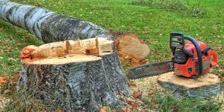 Best Tree and Shrub Care  in Maplewood, WA