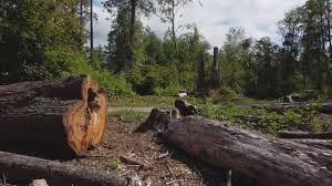 Best Tree Preservation Services  in Maplewood, WA