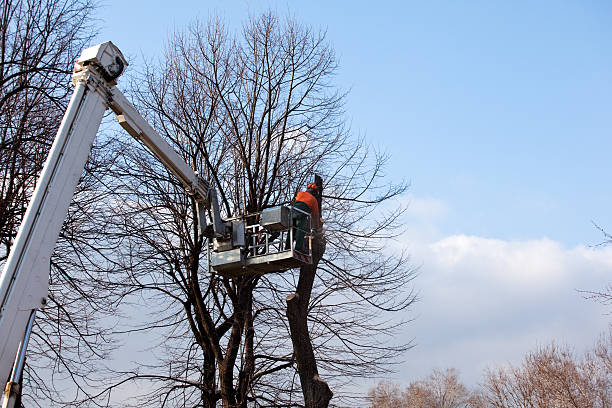 Best Hedge Trimming  in Maplewood, WA