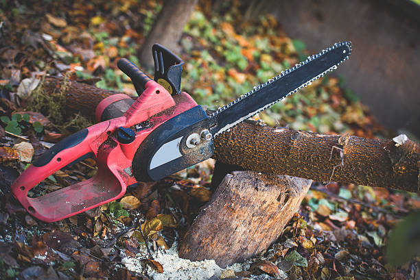Best Fruit Tree Pruning  in Maplewood, WA